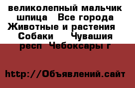 великолепный мальчик шпица - Все города Животные и растения » Собаки   . Чувашия респ.,Чебоксары г.